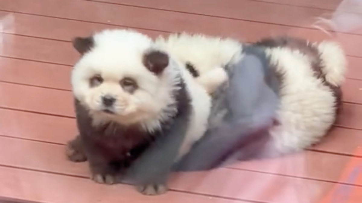 ‘Pandas’ at Chinese zoo are Chow Chow dogs dyed black and white NBC 7